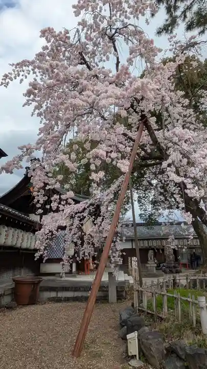 縣神社(京都府)