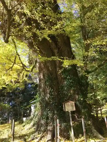 西金砂神社の自然