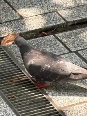 蔵前神社(東京都)