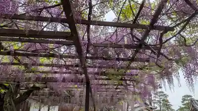 葛井寺(大阪府)