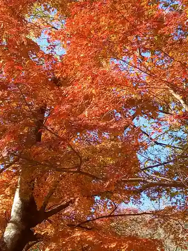 たつの市　常照寺の自然