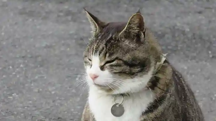 御誕生寺(猫寺)の動物