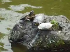 三嶋大社の動物