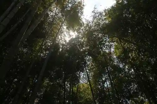 日枝神社の自然