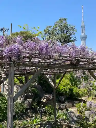 亀戸天神社の自然
