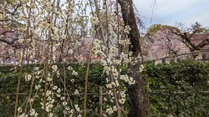 北野天満宮(京都府)