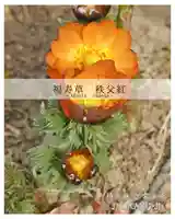 【公式】龍門院常楽寺(秩父札所十一番)(埼玉県)