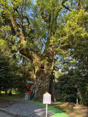 大汝牟遅神社の{uncategorized: "未分類", other: "その他", undefined: "問題あり", building: "その他建物", grave: "お墓", sacred_gate: "鳥居", guardian: "狛犬", statue: "像", buddha: "仏像", history: "歴史", nature: "自然", garden: "庭園", animal: "動物", pagoda: "塔", temizu: "手水舎", mountain_gate: "山門・神門", sanctuary: "本殿・本堂", subordinate: "末社・摂社", art: "芸術", scenery: "景色", jizo: "地蔵", ema: "絵馬", goshuin: "御朱印", omikuji: "おみくじ", items: "授与品その他", amulet: "お守り", goshuincho: "御朱印帳", eats: "食事", festival: "お祭り", votive_dance: "神楽", shichigosan: "七五三参", wedding: "結婚式", experience: "体験その他", initially: "初詣", around: "周辺", anti_infection: "感染症対策"}
