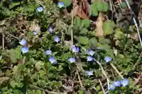 田村神社の自然