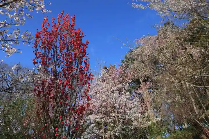 阿久津「田村神社」(郡山市阿久津町)旧社名:伊豆箱根三嶋三社の景色