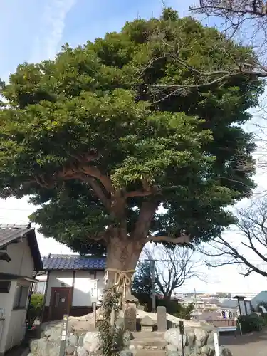 春ノ木神明社の自然