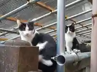 明竹稲荷宮 腰神不動神社(京都府)