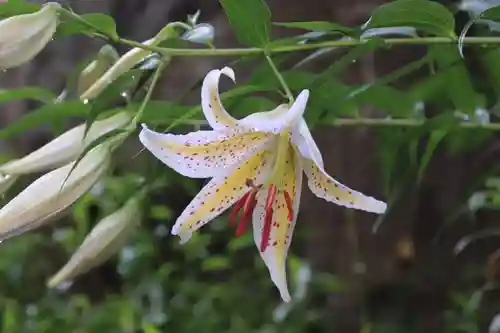 王宮伊豆神社の自然