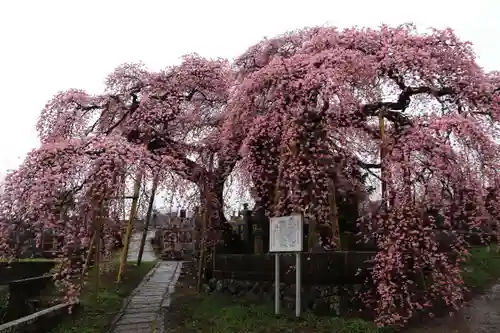 日輪寺の庭園