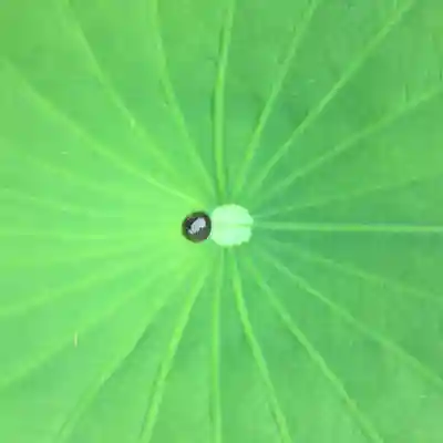 瑞圭山　浄国寺の自然