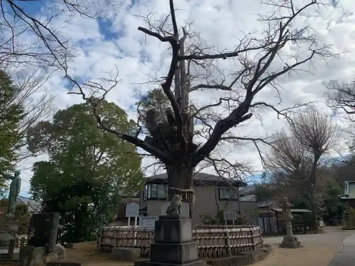 八坂神社の自然