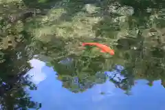 涌釜神社の動物