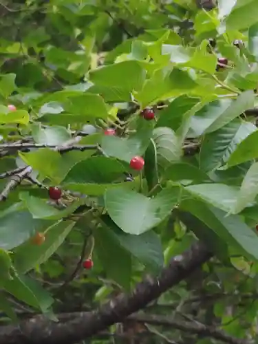 鹿島大神宮の自然