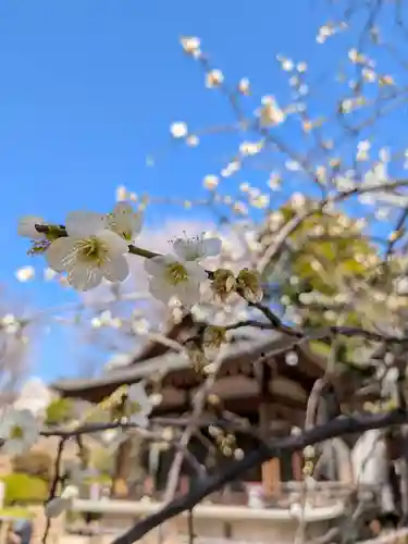 鳩森八幡神社(東京都)