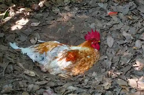 熱田神宮の動物