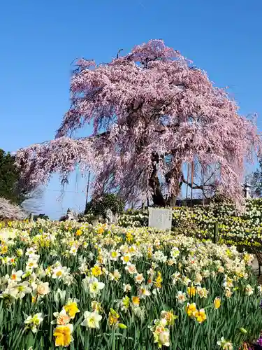 金毘羅桜(福島県)