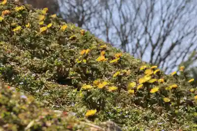正観音堂の自然