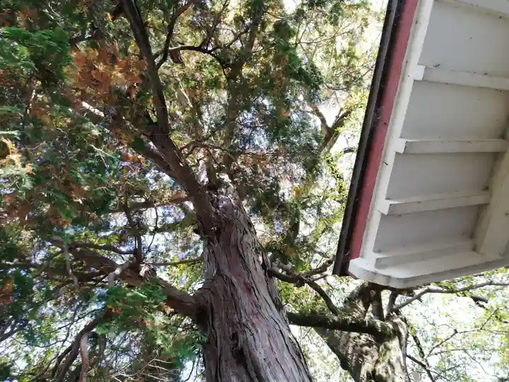 蛭子神社(大原町千代ヶ丸)の自然