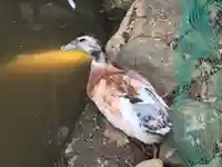 比々多神社の動物