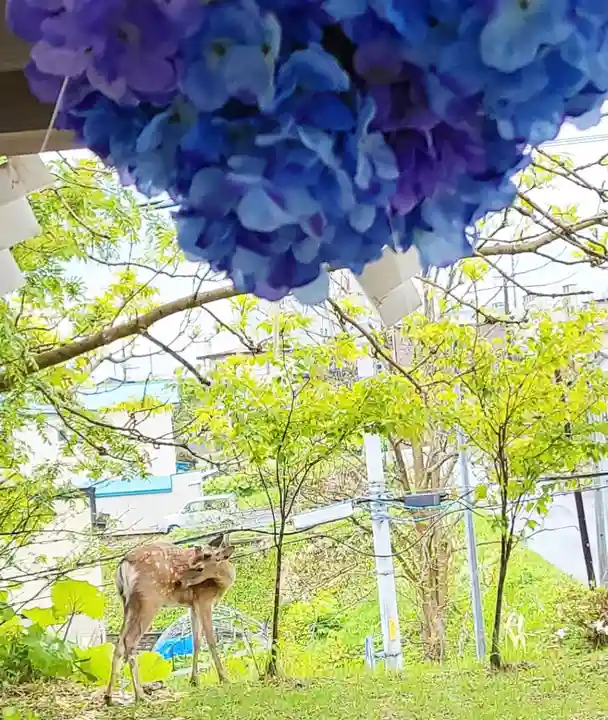釧路一之宮 厳島神社の動物