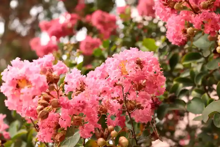 三津厳島神社の自然