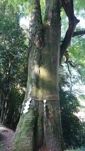 安住神社の自然