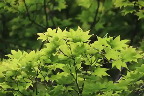 三春大神宮の自然