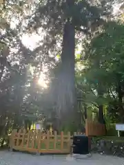 須山浅間神社の自然