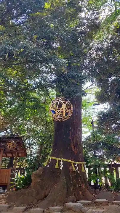 川越氷川神社(埼玉県)