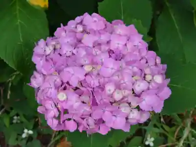 座間神社(神奈川県)