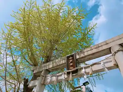 今戸神社の鳥居