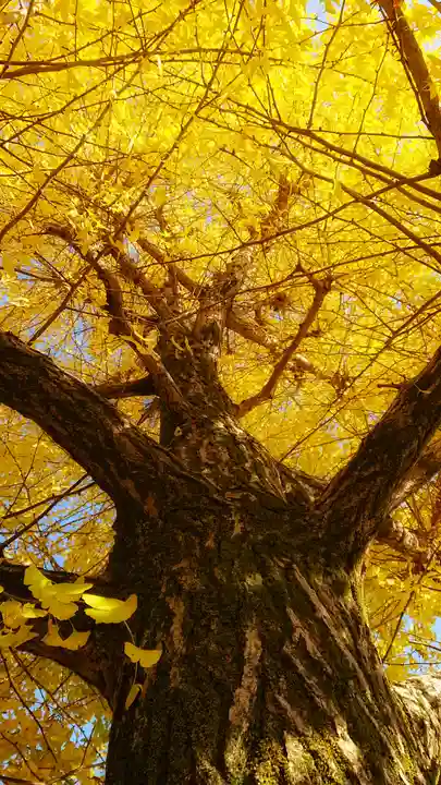尾張大國霊神社(国府宮)の自然