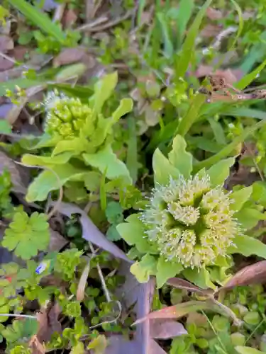 蚊里田八幡宮の{uncategorized: "未分類", other: "その他", undefined: "問題あり", building: "その他建物", grave: "お墓", sacred_gate: "鳥居", guardian: "狛犬", statue: "像", buddha: "仏像", history: "歴史", nature: "自然", garden: "庭園", animal: "動物", pagoda: "塔", temizu: "手水舎", mountain_gate: "山門・神門", sanctuary: "本殿・本堂", subordinate: "末社・摂社", art: "芸術", scenery: "景色", jizo: "地蔵", ema: "絵馬", goshuin: "御朱印", omikuji: "おみくじ", items: "授与品その他", amulet: "お守り", goshuincho: "御朱印帳", eats: "食事", festival: "お祭り", votive_dance: "神楽", shichigosan: "七五三参", wedding: "結婚式", experience: "体験その他", initially: "初詣", around: "周辺", anti_infection: "感染症対策"}