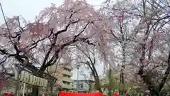 平野神社の自然