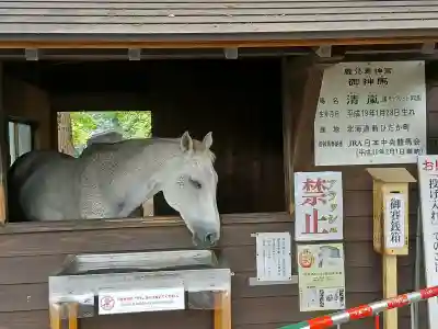 鹿児島神宮(鹿児島県)