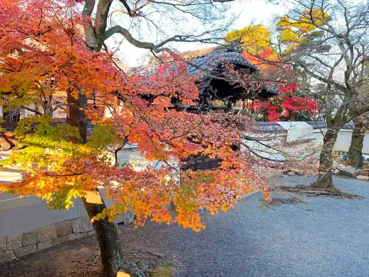 妙顯寺(妙顕寺)の自然