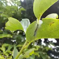 七重浜海津見神社(北海道)