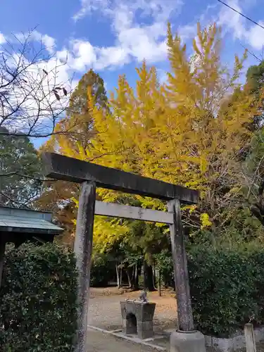 津島神社の鳥居