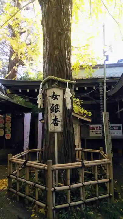 大宮八幡宮の自然