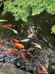 西新井大師総持寺の動物