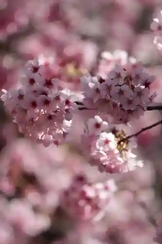 蔵前神社(東京都)