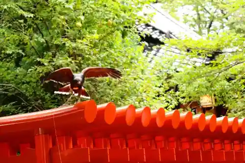 春日神社の動物