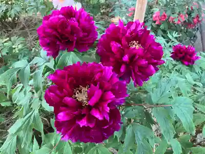 遠照寺(長野県)