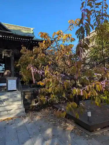 桜神宮(東京都)
