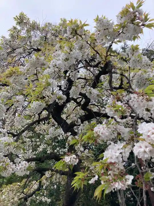武蔵一宮氷川神社(埼玉県)